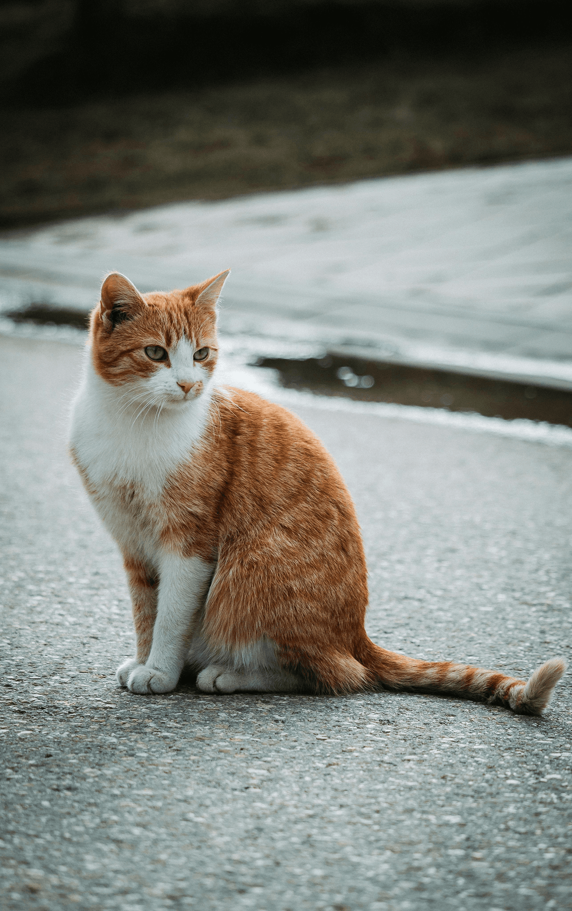 Orange and white cat outdoors