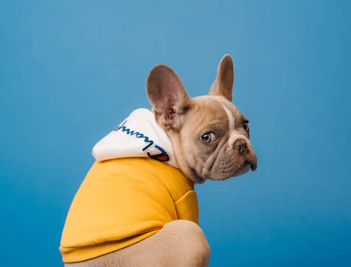 Dog in a yellow sweater